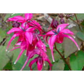 Горянка Epimedium Yubae